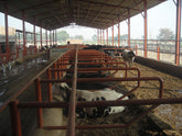 Dairy Farm Sheds: