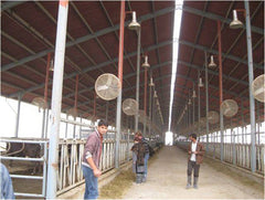 Dairy Farm Sheds: