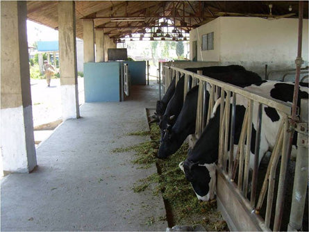 Dairy Farm Sheds: